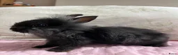 Lionhead rabbits for sale: Netherland dwarf lionhead mix ready for homes  - Advert 10