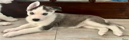Siberian Husky dogs for sale: Pure Bred Blue Eyed Siberian Husky Puppies - Advert 7