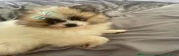 Pomeranian dogs for sale: Teddy Pom girl  - Advert 2