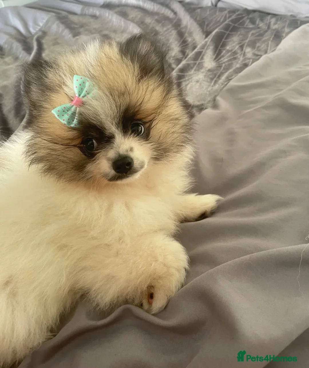 Pomeranian dogs for sale: Teddy Pom girl  - Advert 2