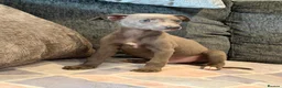 Whippet dogs for sale: 2 stunning boys left Ready to go kc reg - Advert 6
