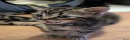 Bengal cats for sale: Beautiful kittens looking for a loving home  in Bournemouth - Advert 15