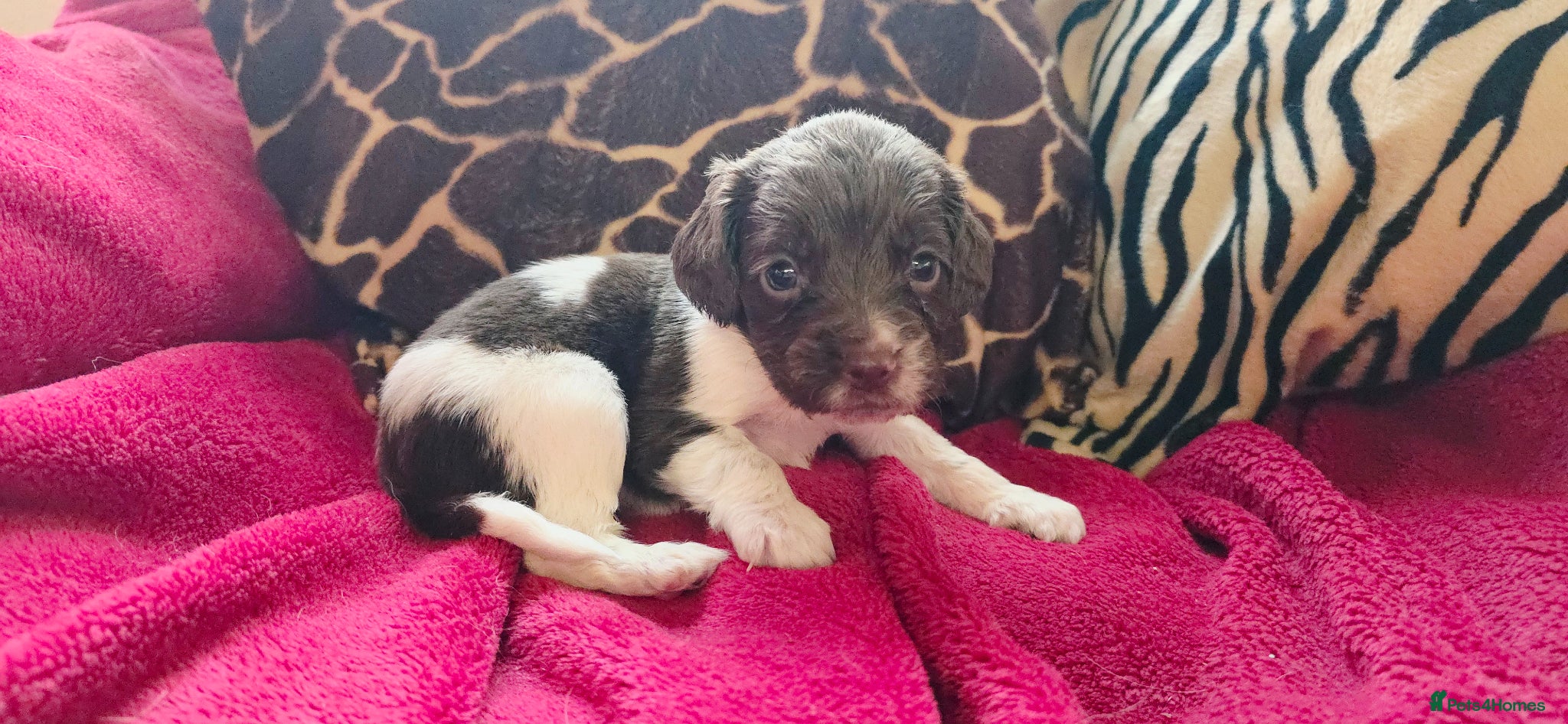 English Springer Spaniel dogs KC Home - Heath tested, Licensed Springer Pups⭐️ - Advert 1