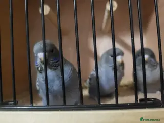 Budgerigars birds Blackface - Advert 1