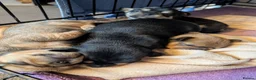 Mixed Breed dogs for sale: Shih Chi X chihuahua Frenchie - Advert 7