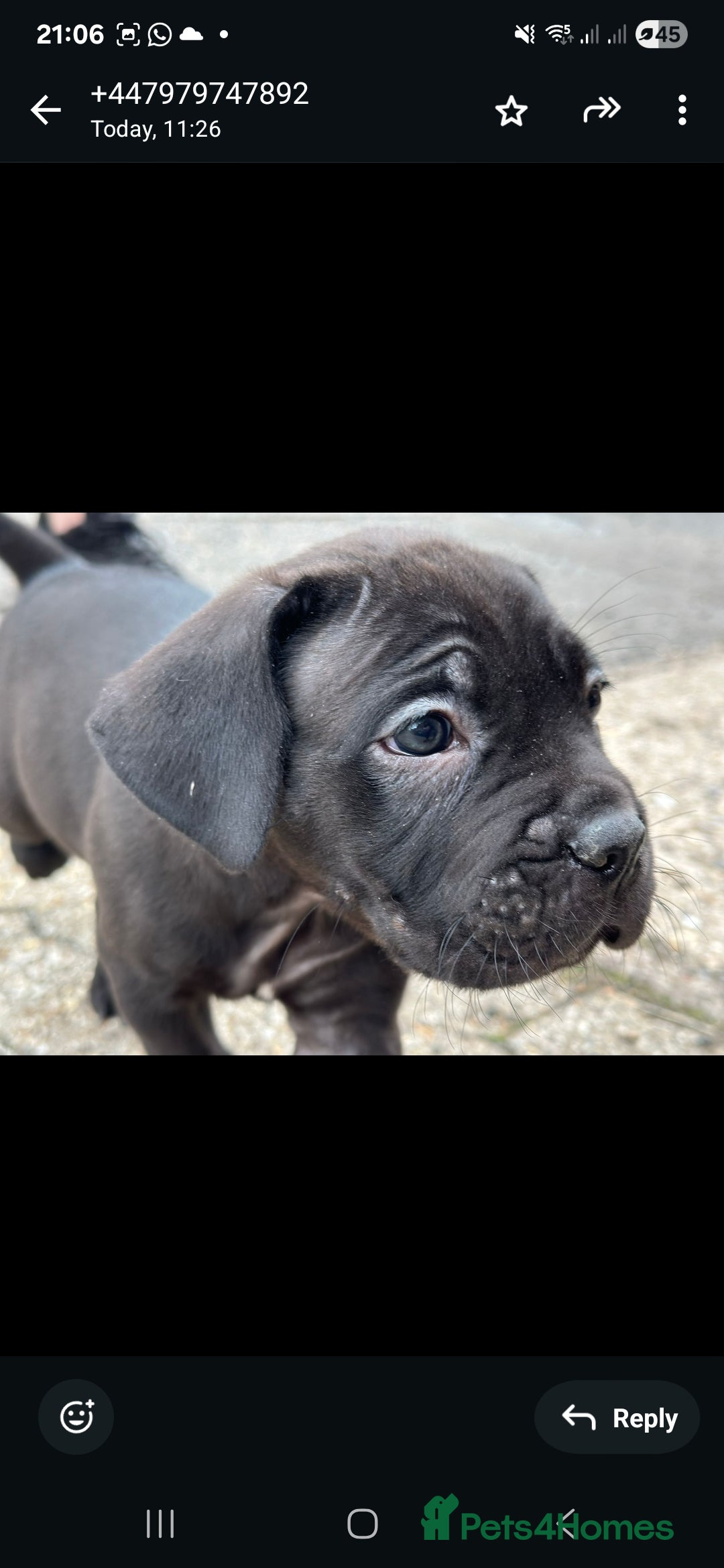 Cane Corso dogs for sale: Last 3 of the 10 cane cane corso puppys left  - Image 25