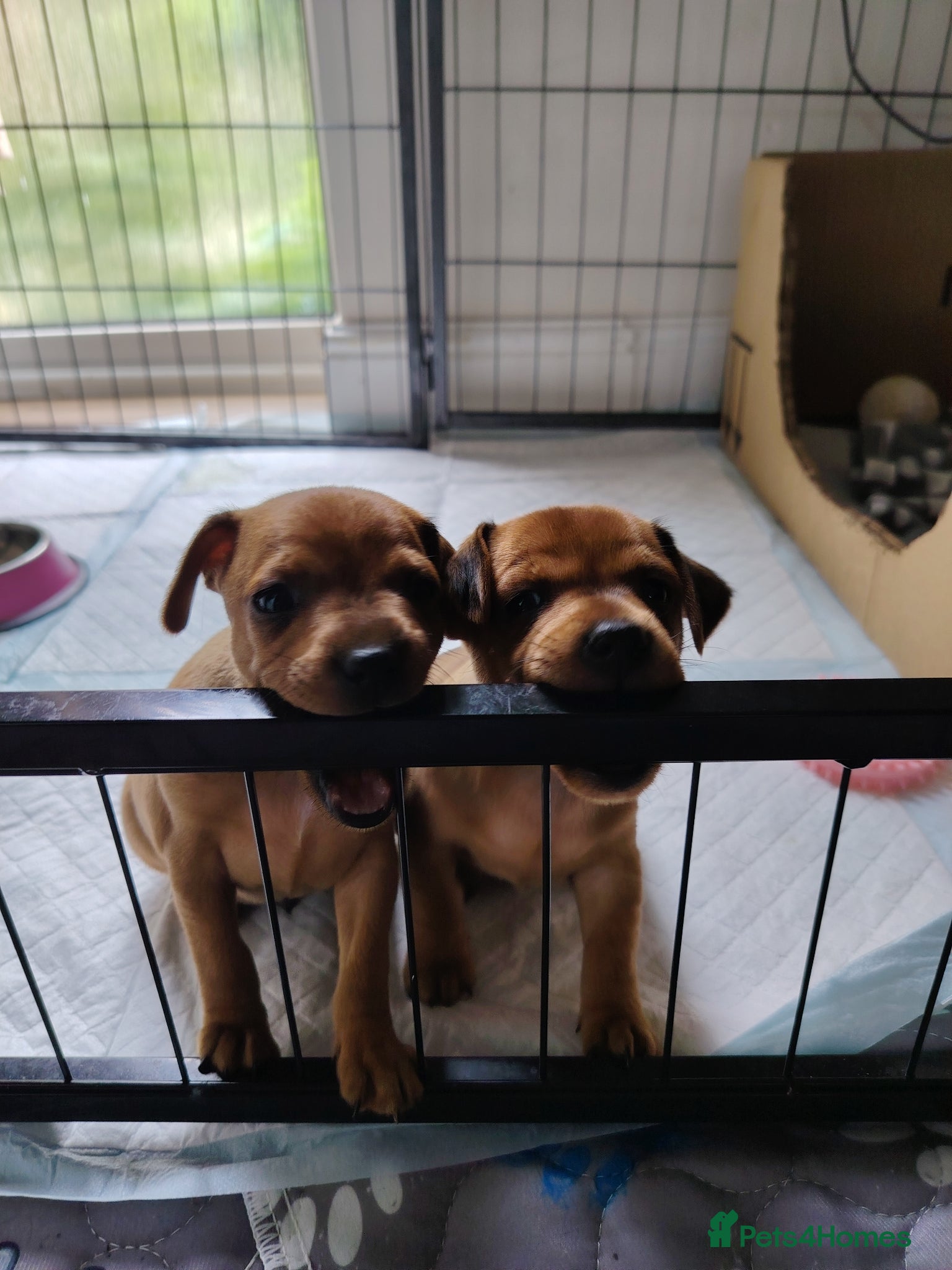 Miniature Pinscher dogs Beautiful Miniature Pincher puppies  - Advert 3