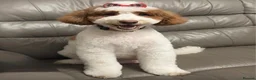 Mini Goldendoodle dogs for sale: Beautiful Mini Double Doodles  - Advert 8