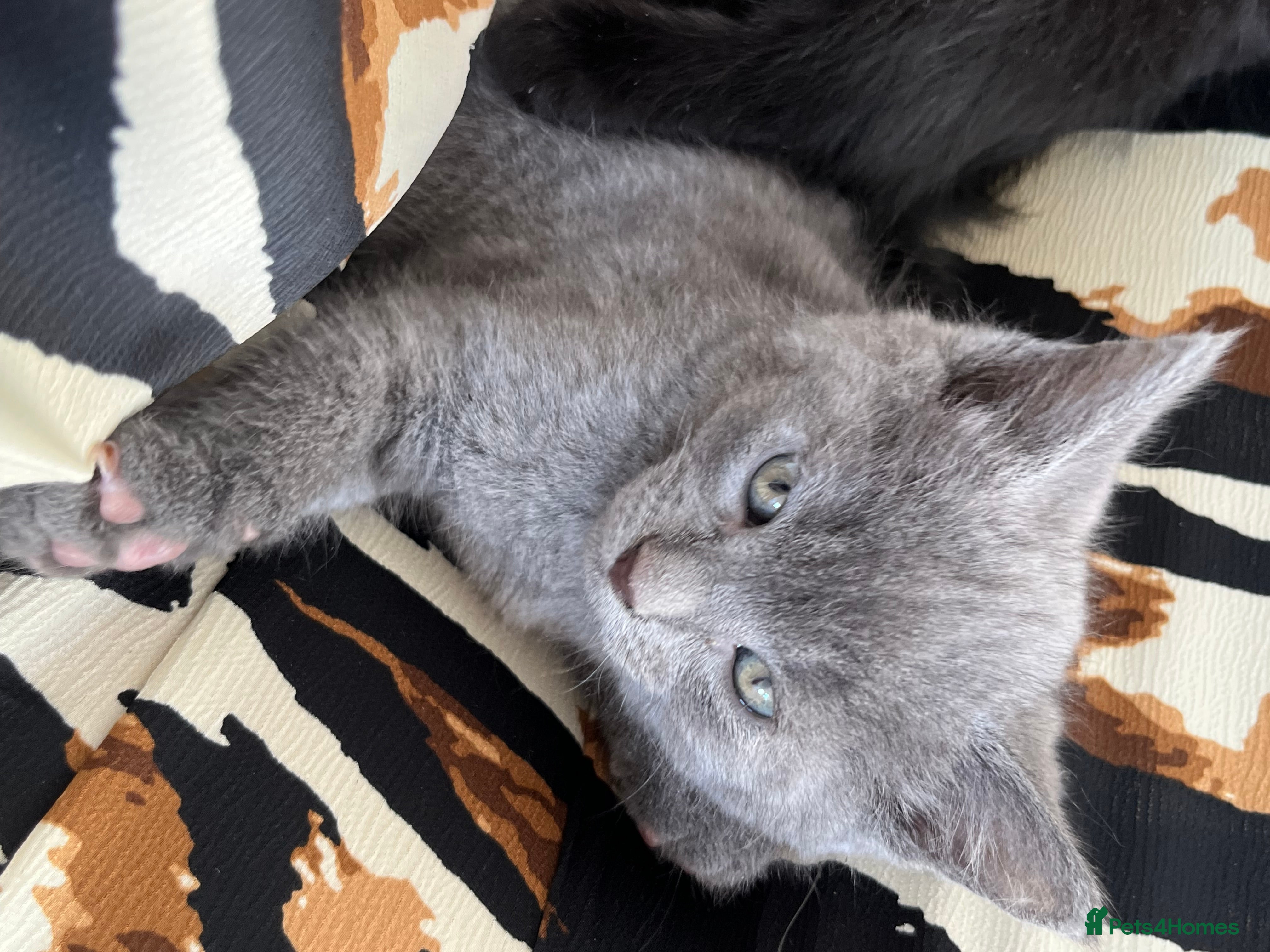 Sphynx cats Sphynx elf X British short hair 🧝‍♀️🧝‍♂️ - Advert 9