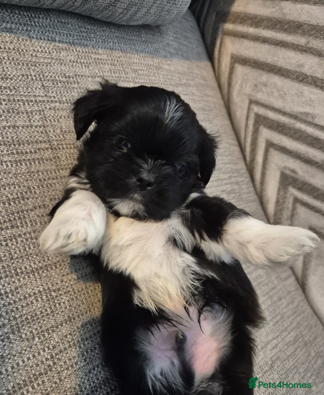 Lhasa Apso dogs for sale: Lhaso Apso Puppies  - Image 13