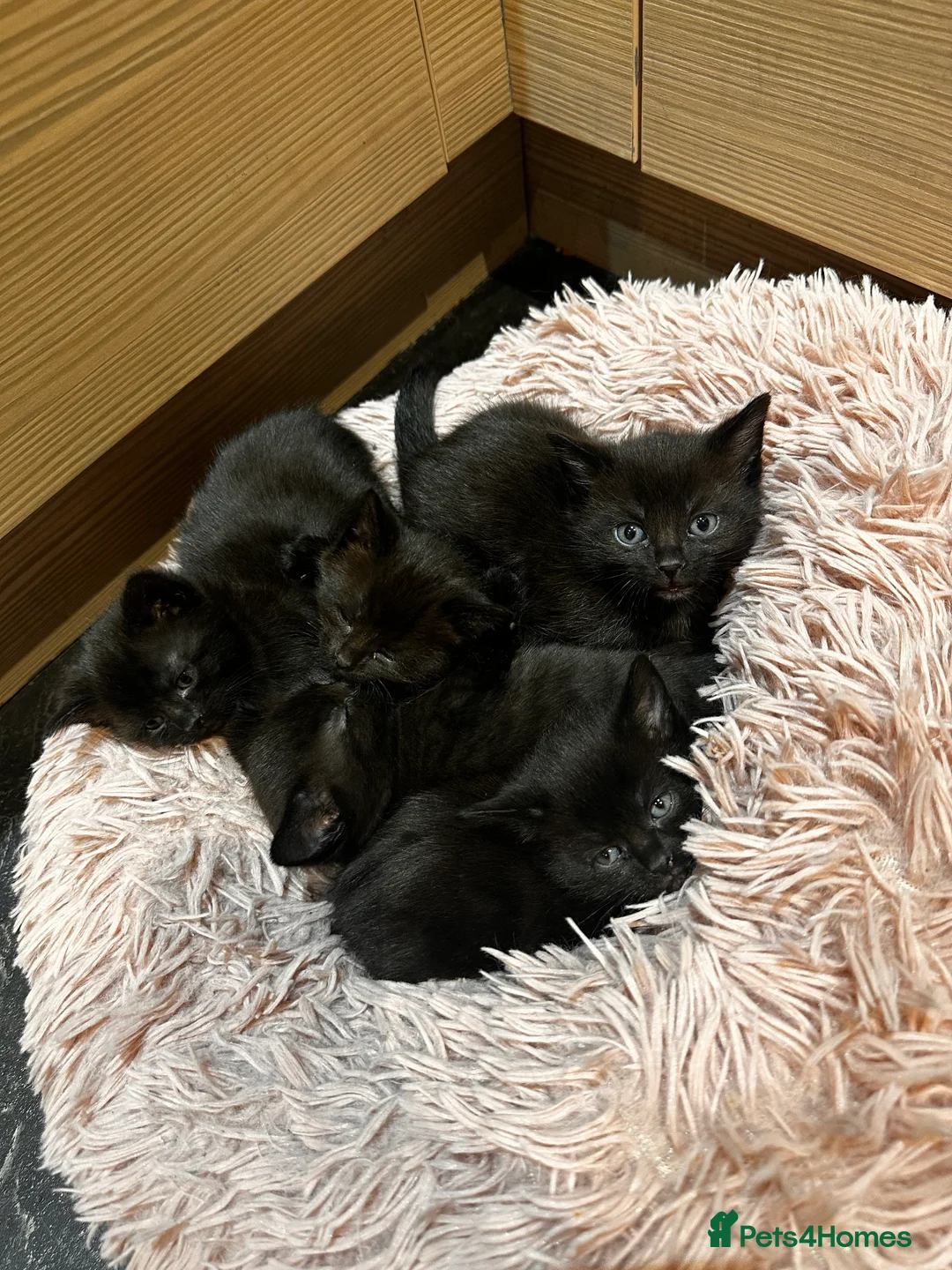British Shorthair cats for sale: 5 gorgeous black kittens  - Advert 3