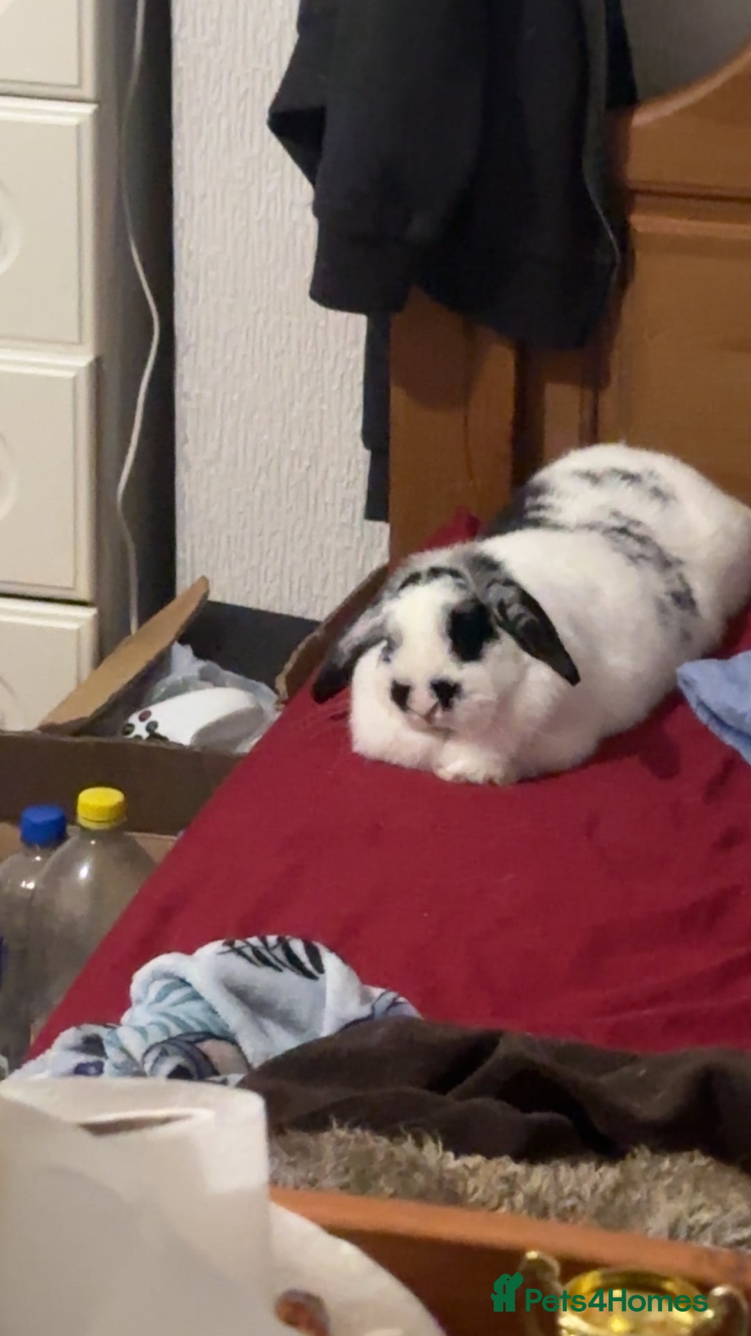 English Lop rabbits for sale: 4 year old English lop - Advert 1