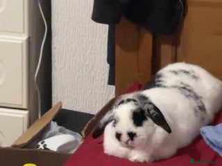 English Lop rabbits 4 year old English lop - Advert 1