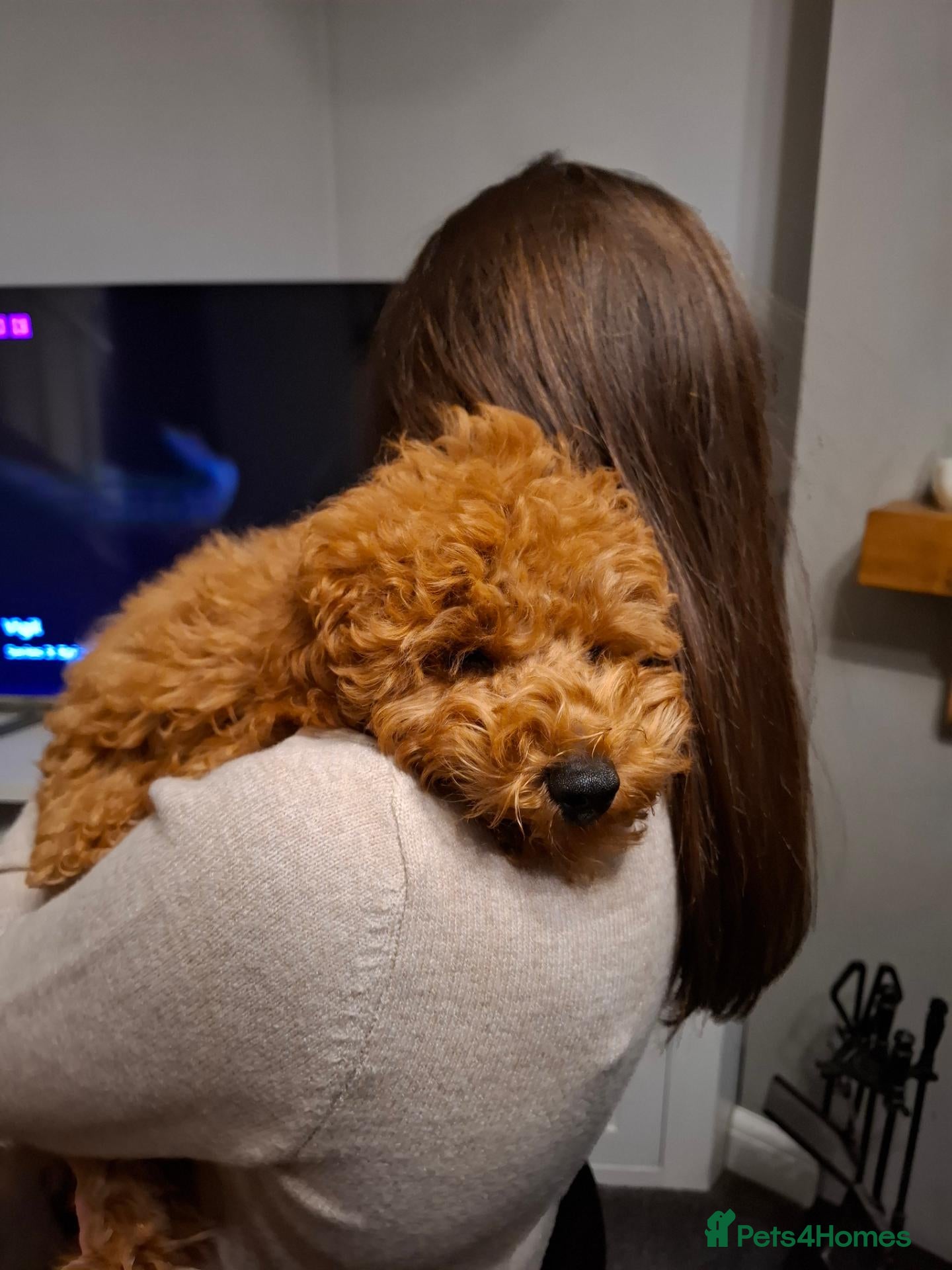 Cavapoo dogs Deep Red Cavapoo Male pup F1b - Advert 2