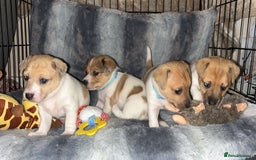 Jack Russell dogs for sale: Beautiful litter of Jack Russels  - Image 5