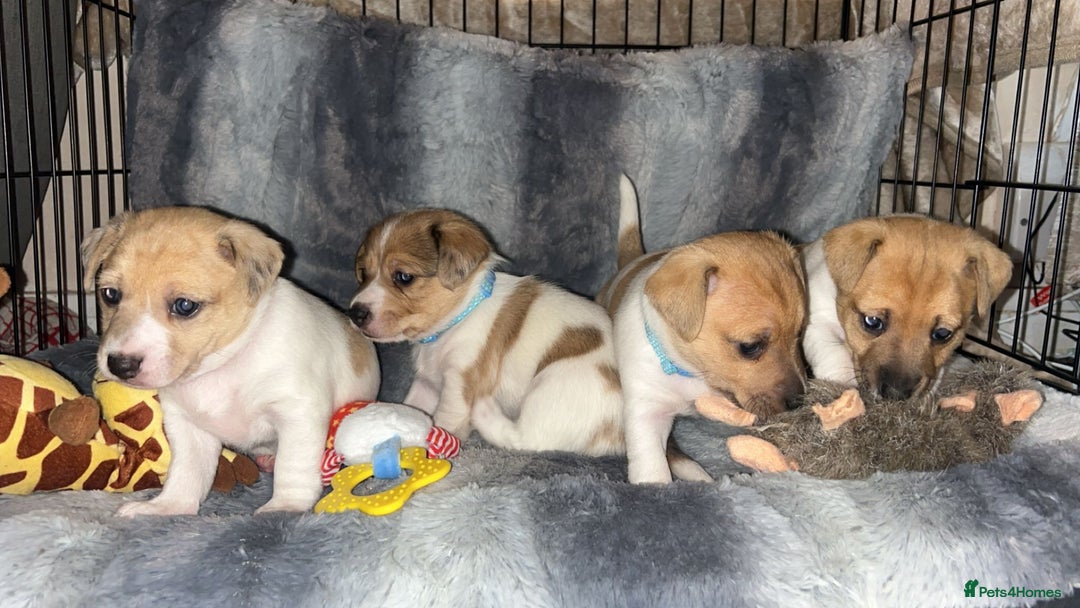 Jack Russell dogs for sale: Beautiful litter of Jack Russels  - Image 5