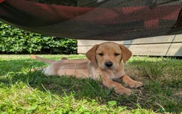 Labrador Retriever dogs for sale: Fully Health Checked Labrador Puppies - Image 7
