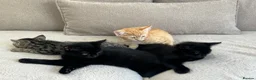 Bengal cats for sale: 4 kittens bengal mum, Russian blue dad  - Advert 6