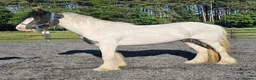 Irish Cob horses for sale: Summer project  - Advert 6