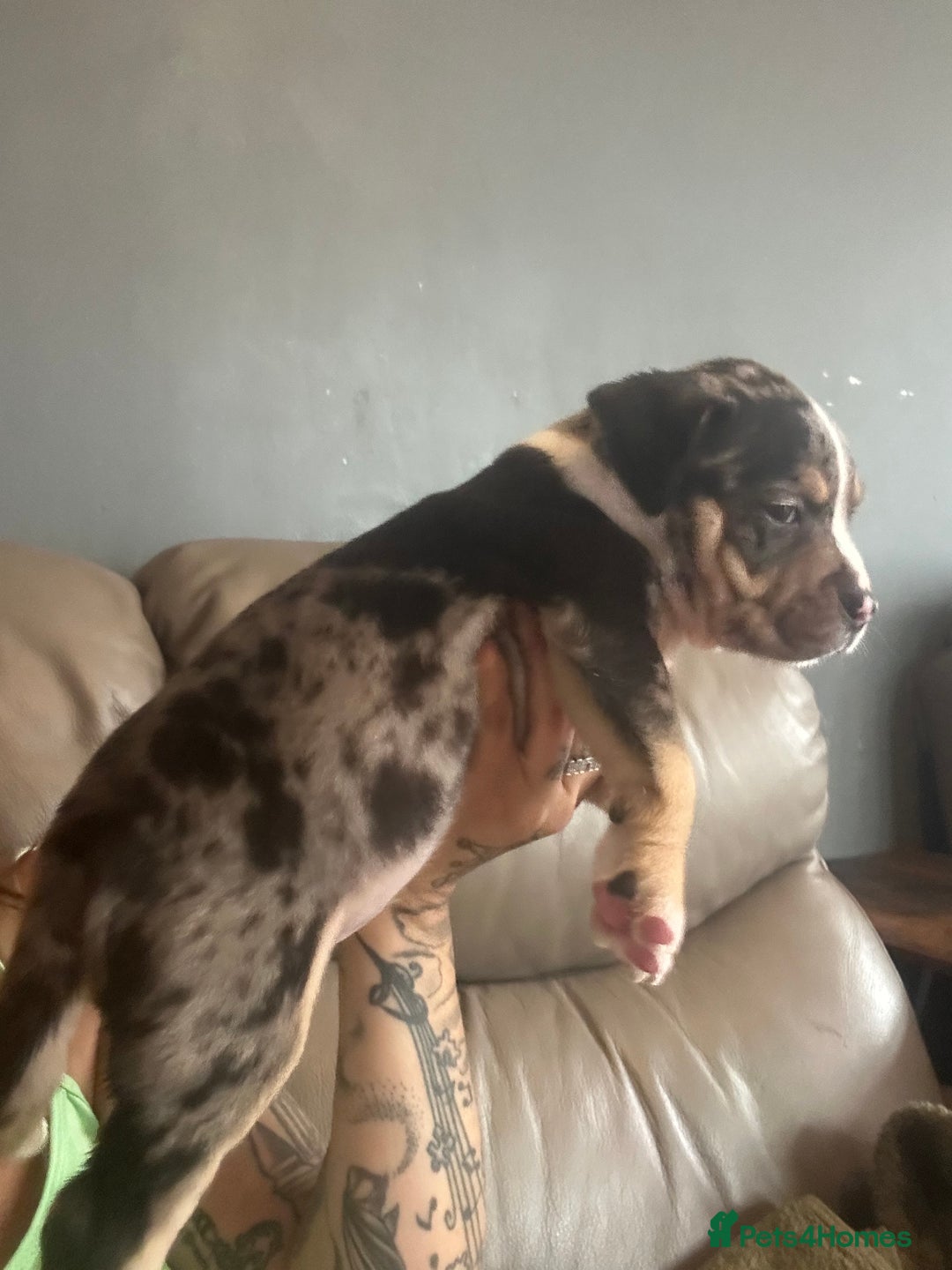 Mixed Breed dogs for sale: Pocket bully - Image 1