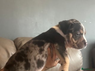 Mixed Breed dogs - Advert 11