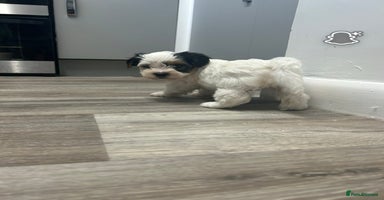 Biewer Terrier dogs - Advert 10