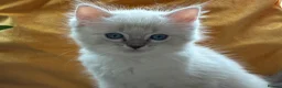 Ragdoll cats for sale: Luxury Blue Point Mitted Ragdoll Kittens - Advert 32