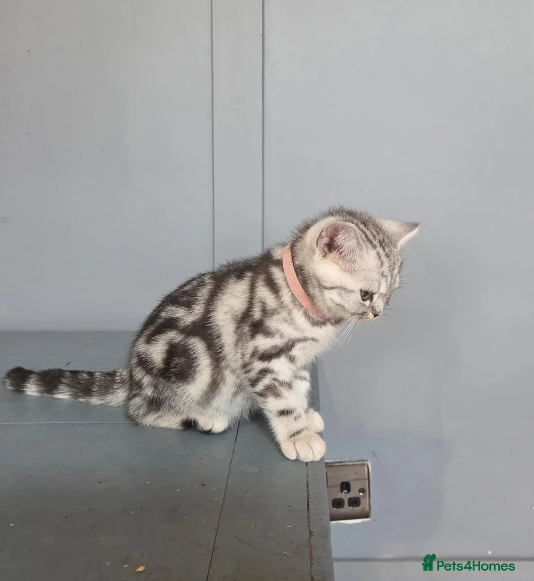 British Shorthair cats for sale: Bsh silver tabby 🩷  - Advert 4
