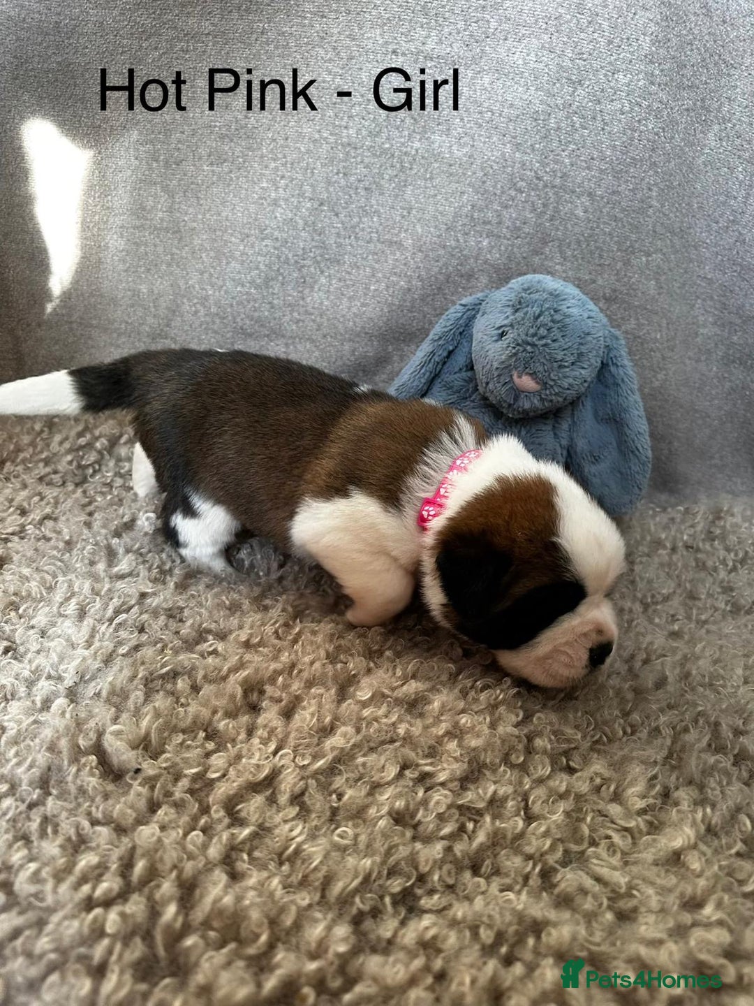 Saint Bernard dogs for sale: Outstanding KC Saint Bernard Puppies - Advert 6