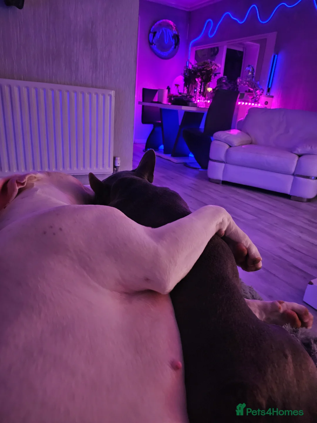 American Bulldog dogs for sale: American x bulldog in Blackpool - Advert 2