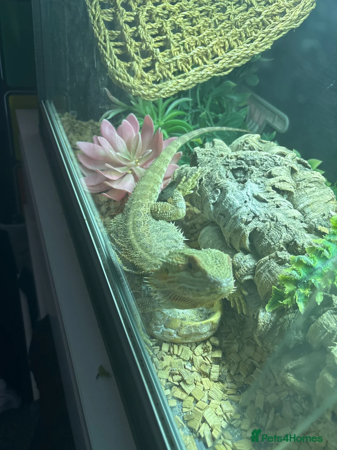 Bearded Dragon reptiles for sale: Breaded dragon and set up For sale in Daventry - Advert 2