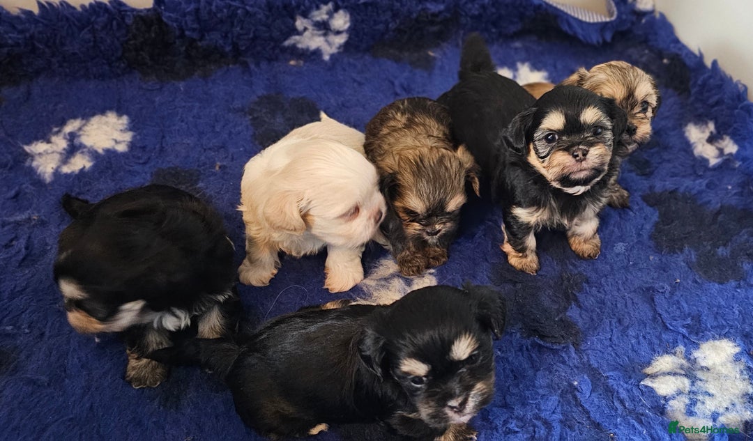 Shih Tzu dogs for sale: Beautiful Shih Tzu Puppies  - Image 26