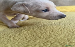 Italian Greyhound dogs for sale: Tiny cream and white Italian Greyhound boys - Image 5