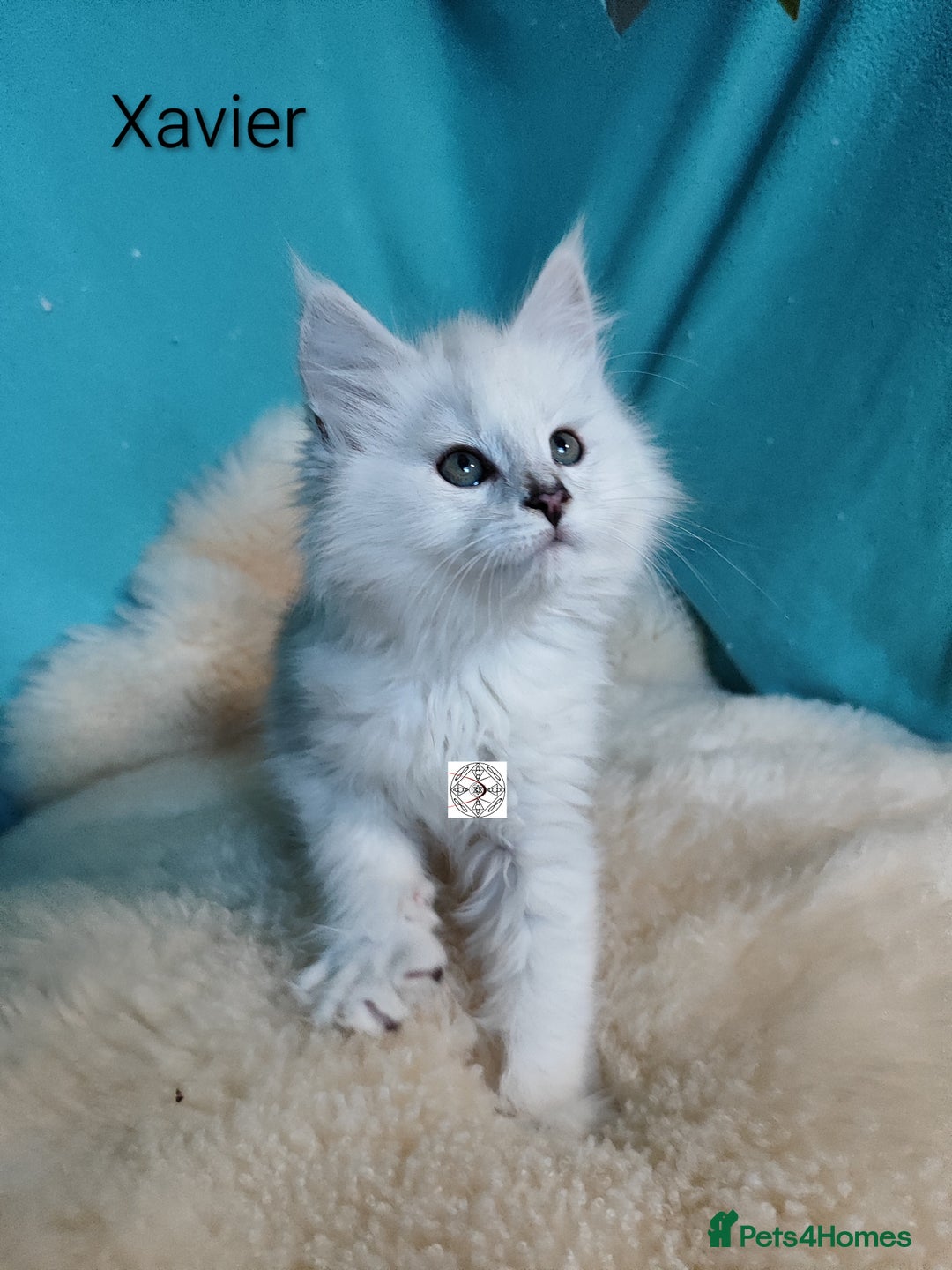 Maine Coon cats for sale: Unique maine coon kittens ❤️ - Advert 16