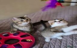 Scottish Fold cats for sale: TICA registered Scottish Fold ready to collect  - Image 18