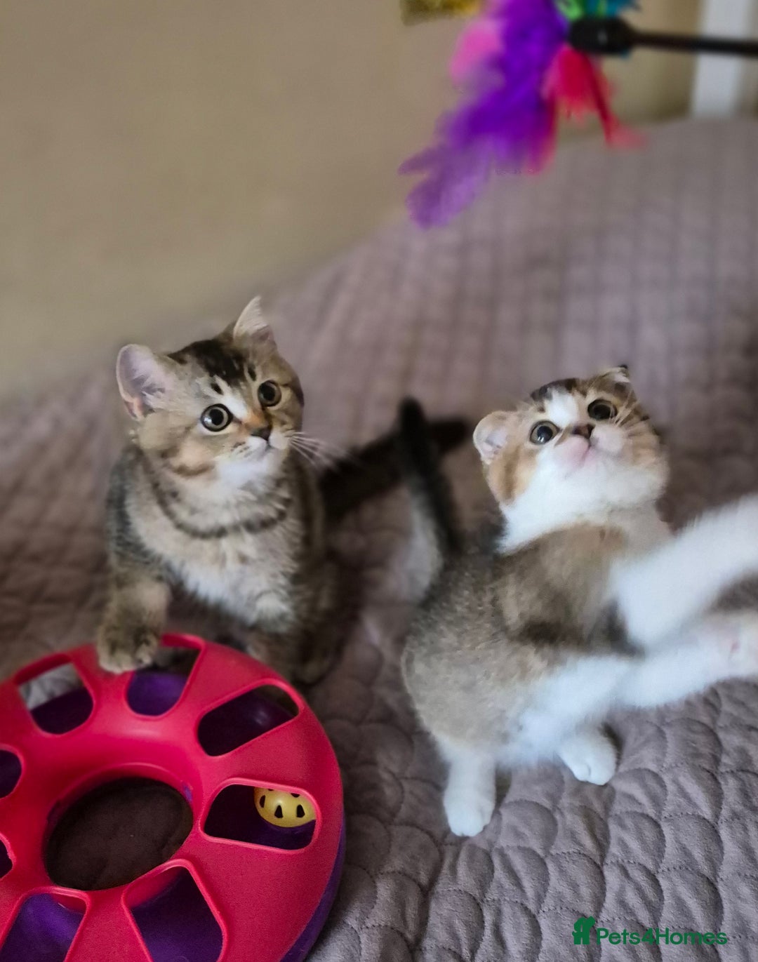 Scottish Fold cats for sale: TICA registered Scottish Fold ready to collect  - Image 18
