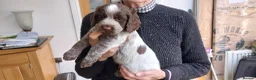 Sprocker dogs for sale: Sprocker Spaniels in Stockport - Advert 4