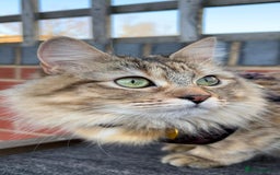 Siberian cats for sale: Stunning kittens  - Image 5