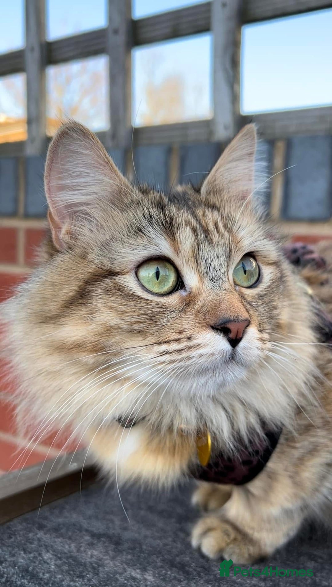 Siberian cats for sale: Stunning kittens  - Image 5