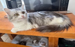 Mixed Breed cats for sale: Cats for sale - Image 1