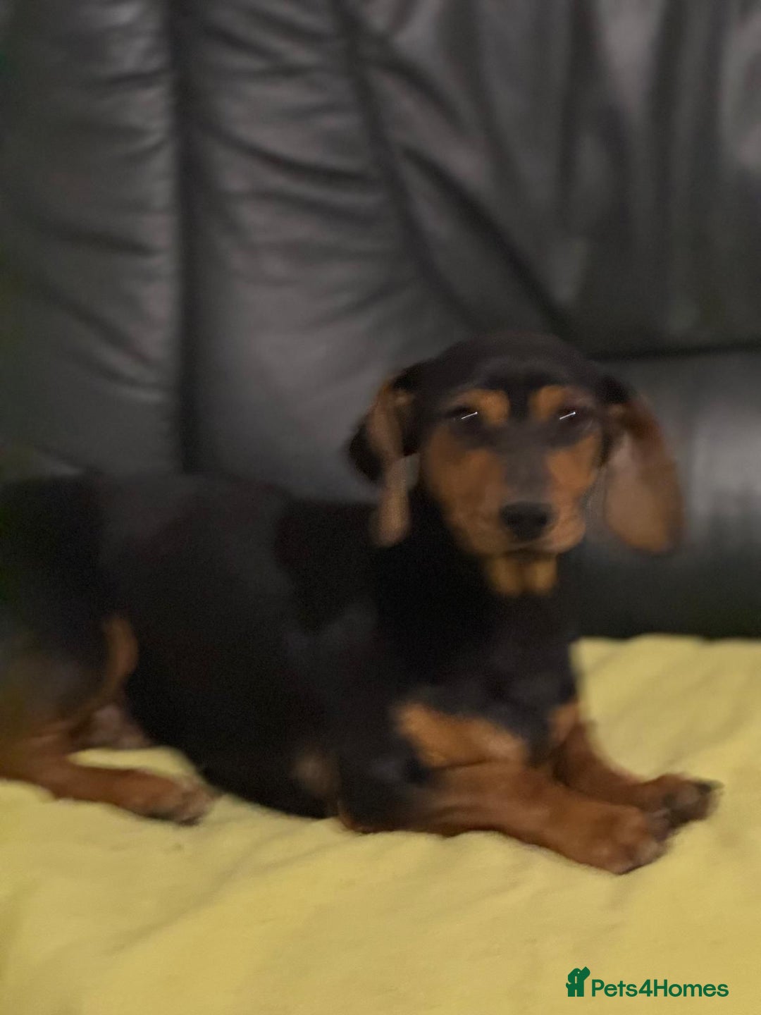 Mixed Breed dogs for adoption: Beautiful Mira needs a home - Advert 20