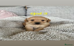 Labradoodle dogs for sale: Red/Apricot Health Tested Miniature Labradoodles - Image 17