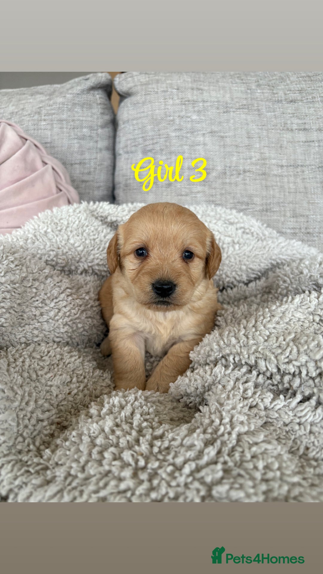 Labradoodle dogs for sale: Red/Apricot Health Tested Miniature Labradoodles - Image 17
