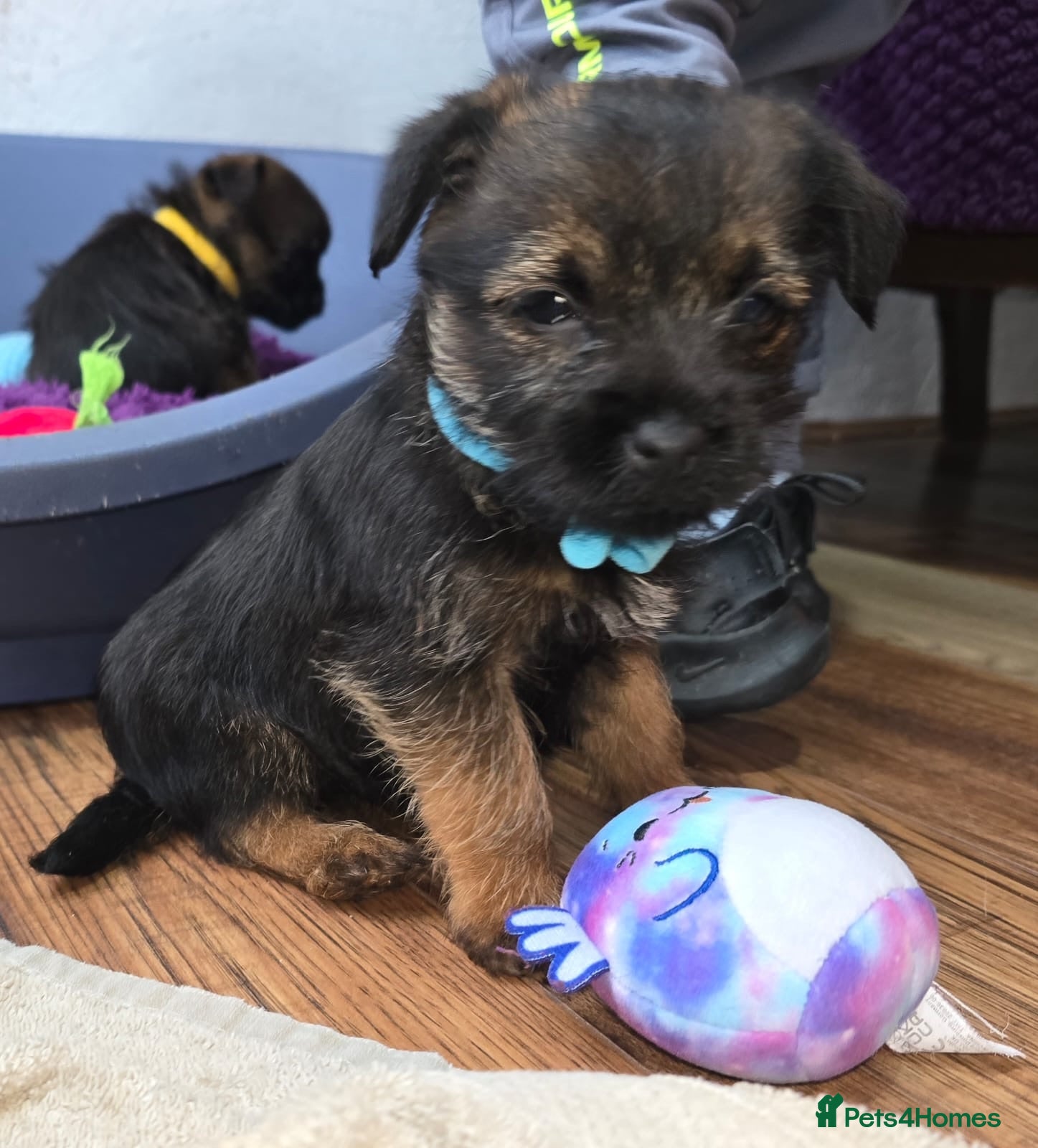 Border Terrier dogs 4 border terrier boys  - Advert 2