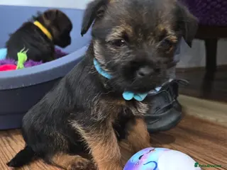 Border Terrier dogs 4 border terrier boys - Advert 2