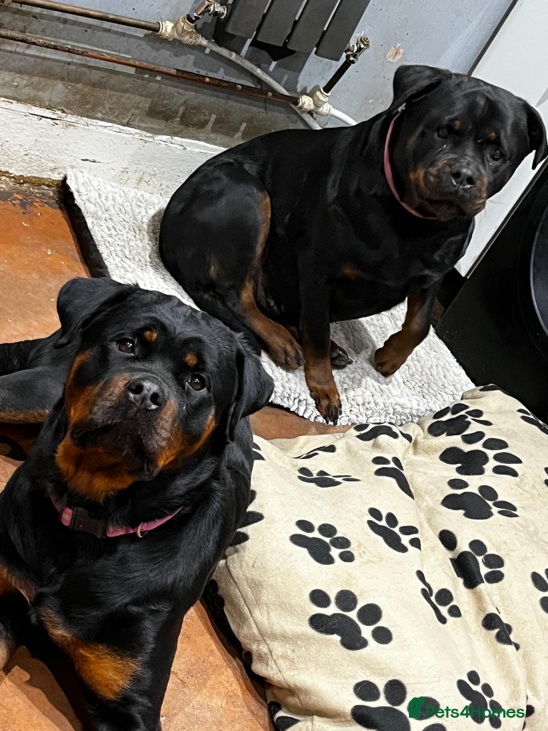 Rottweiler dogs for sale: Seeking a Forever Home Libby 1-Year-Old Rottweiler - Advert 2