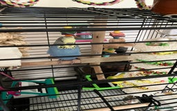 Budgerigars birds for sale: Male budgie with cage/stand - Image 4