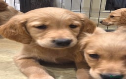 Golden Retriever dogs for sale: 🧡Beautiful Red Working golden retriever puppies🧡 - Image 13