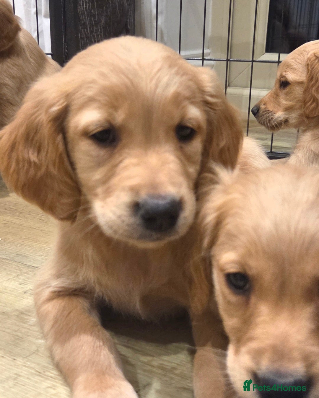 Golden Retriever dogs for sale: 🧡Beautiful Red Working golden retriever puppies🧡 - Image 13