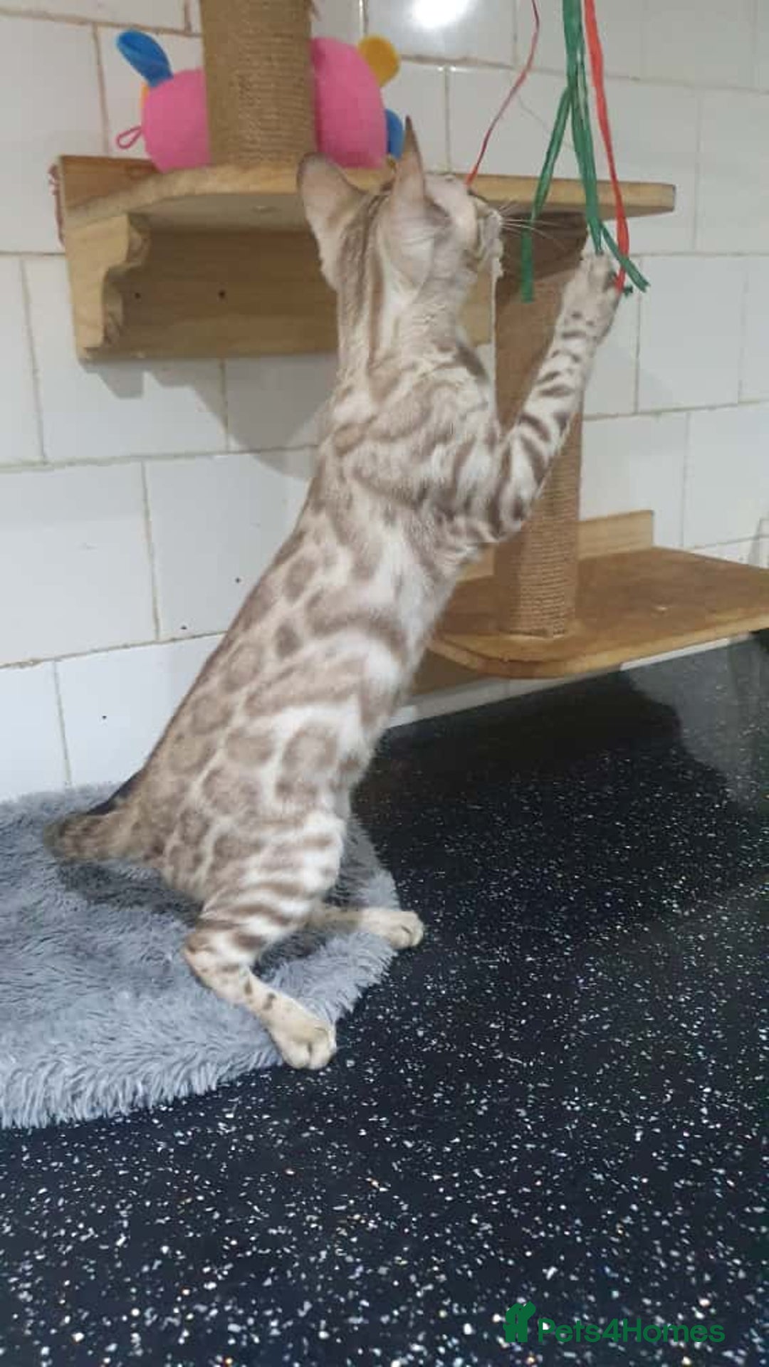Bengal cats for sale: 🔥✨Pedigree TICA-Registered Bengals - Image 25